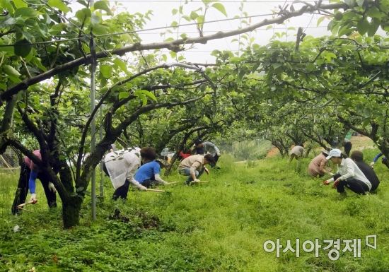 장흥군 장흥읍, 농촌 일손돕기 ‘구슬땀’
