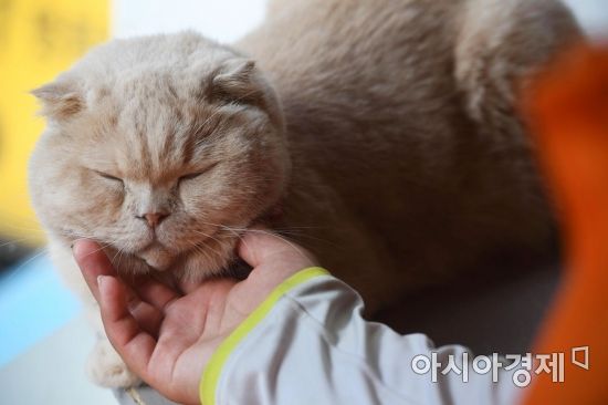 고양이와 함께 잠깐의 여유. 너도 덥냥? /문호남 기자 munonam@