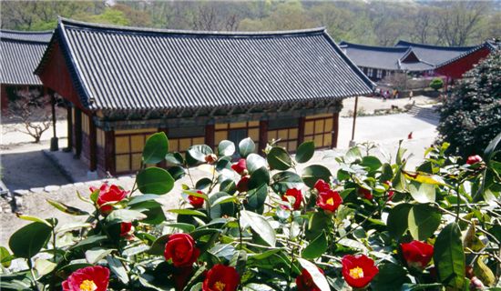 [천안역] 4/27(금) 고창 청보리밭 축제 & 선운사 동백꽃 기차여행(중식/석식포함)