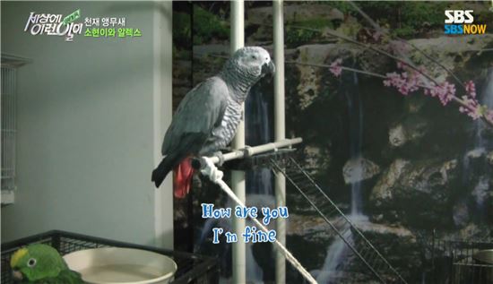 주인의 노력에 따라 앵무새는 자신의 두뇌와 재능을 살려 많은 단어를 습득할 수 있다. 사진은 방송을 통해 소개 된 앵무새 '알렉스', 알렉스는 주인이 알려준 단어 200여개를 자유자재로 구사하는 모습을 보여 '천재'라는 별명을 갖게 됐다. 사진 = SBS '세상에 이런 일이' 방송 캡쳐