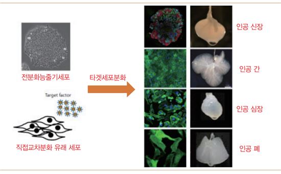 줄기세포 기술을 이용한 유사장기 기술 적용 사례. 사진 = 한국연구재단