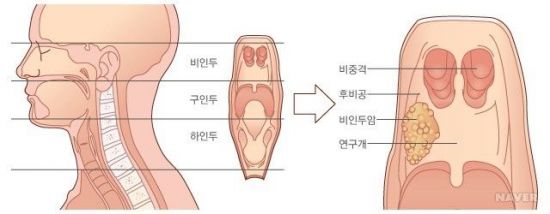 비인두. 사진=네이버 캡처