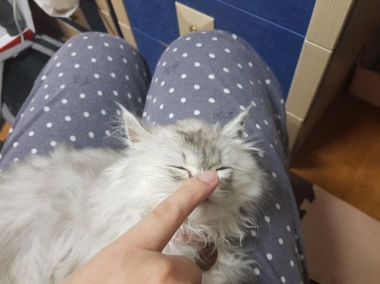 출처=뽐뿌, 모바일갤러리