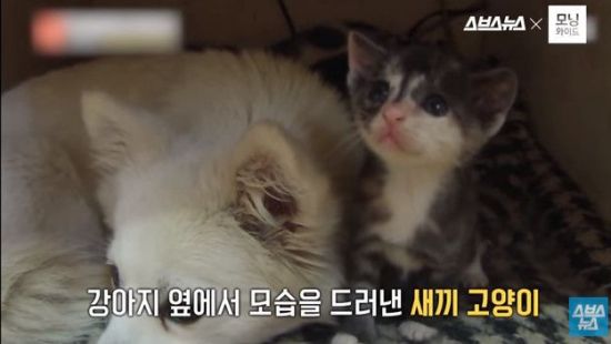 사진=스브스뉴스 유튜브 캡처