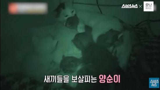 사진=스브스뉴스 유튜브 캡처