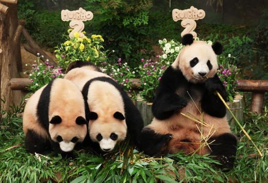 李대통령, 광주·전남 행정통합 간담회서 '판다 대여 요청' 언급