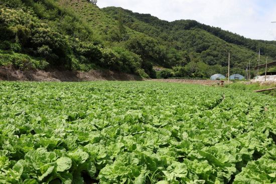 CJ제일제당, 고온적응성 배추 '그린로즈' 개발…비비고김치 생산