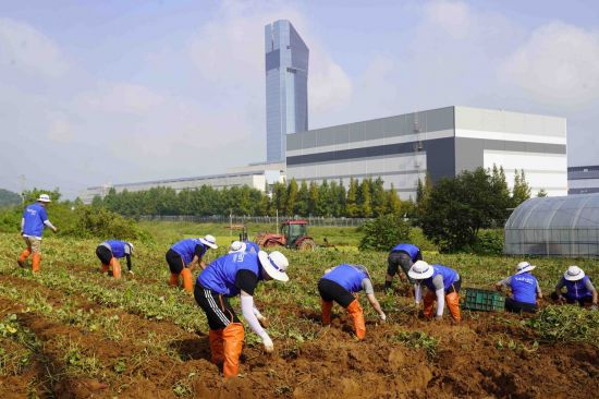 대한전선, 추석 앞두고 '고구마 농가' 일손 돕기