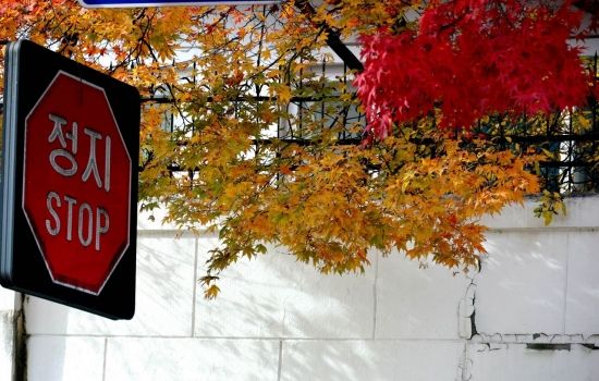 [포토] '스톱' 가을아~