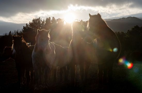 [포토] 제주마의 기운 받아 코스피 5000으로