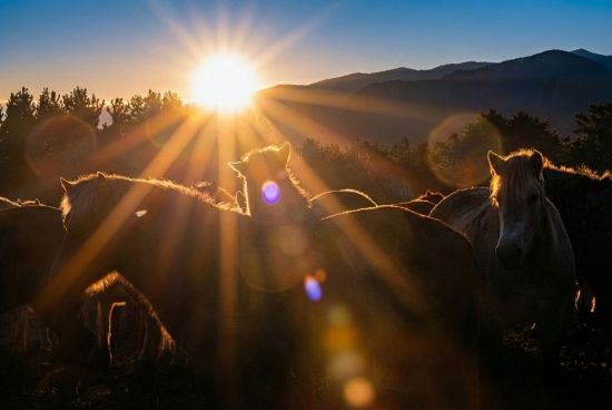 [포토] '붉은 말의 해'