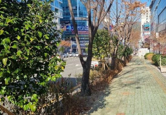 열기 식히는 녹색 통로… 기장군, 정관신도시 도시바람길숲 조성 완료