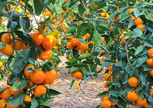 "이러다 다 죽어" 미국산 1만6000t 무관세 공습에 제주 감귤농가 '멘붕'