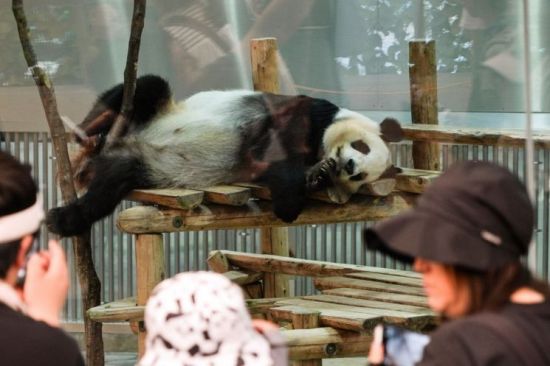 '푸바오' 떠난 뒤 다시 온다?…이 대통령이 콕 집은 광주 우치동물원