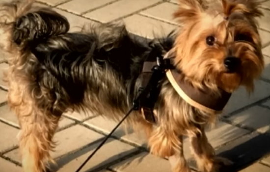 "죽은 줄 알았다" "아빠 목소리에 눈물"…6년만에 가족 찾은 반려견 사연