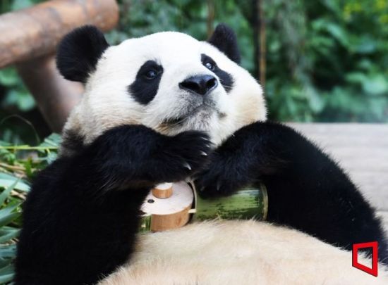 "판다, 광주로?" 강기정 시장, 우치동물원서 현장 점검