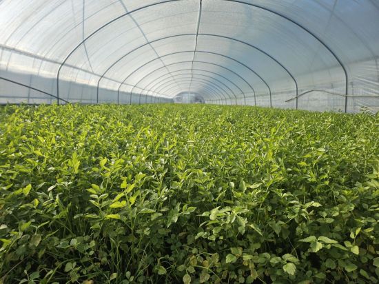 '친환경 무농약' 대구 팔공산 미나리 본격 판매 시작