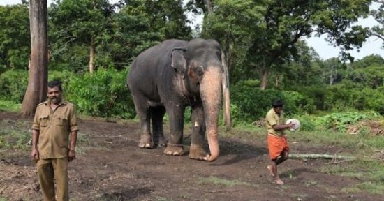 밤마다 민가 덮쳐 일가족 사망…인도, '살인 코끼리' 몸살