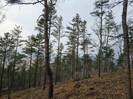숲의 구조를 바꿔 확산을 끊다…안동의 재선충 ‘전면 차단전’