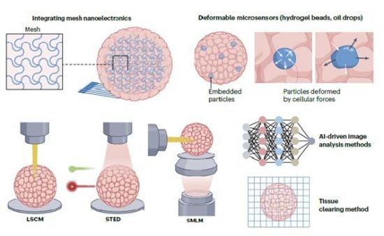 오가노이드를 '제대로' 읽는 법…분자부터 전기신호까지 한 번에 본다[과학을읽다]