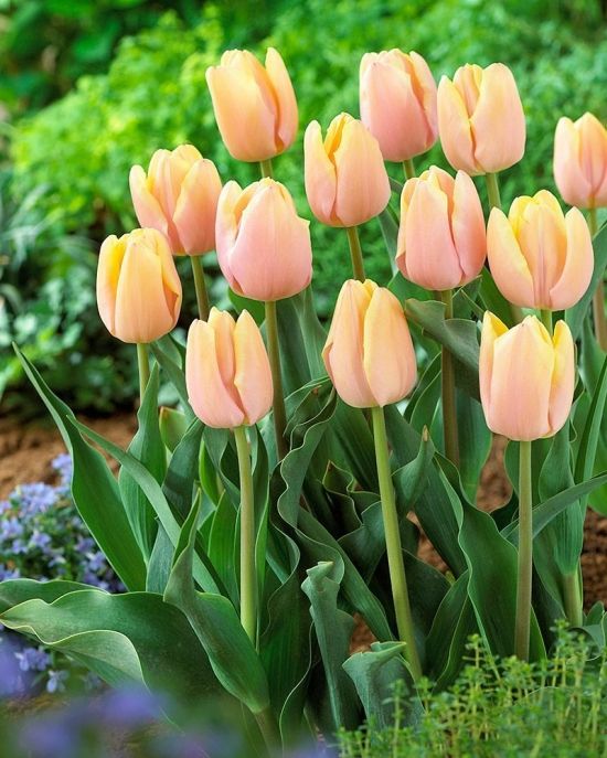 상주시, 봄의 색을 기획하다…‘트렌드 튤립’으로 도시 경관 새 판 짠다