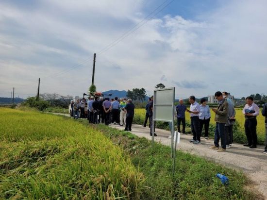 영광군, 신동진벼 품종 일몰…신품종 벼 실증 '농가 선택' 확대
