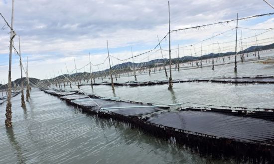 고 품질 곱창김 '햇바디2호' 신품종 등록 출원