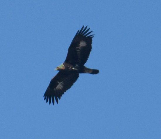 울산 회야댐에 날아든 ‘국가대표급 새들’… 먹황새·검독수리 등 '천연기념물 어벤져스' 발견