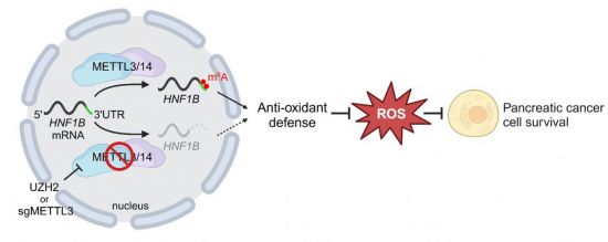RNA 수식 하나로 암세포 '항산화 방패' 무너뜨렸다[과학을읽다]
