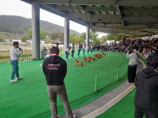 진도군, 진도개 Dog스포츠 운영
