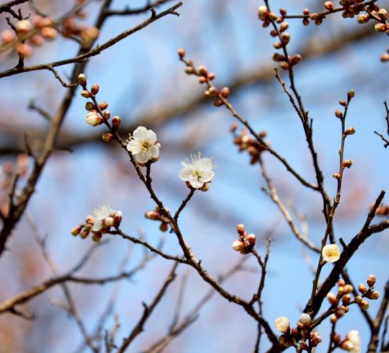 광양시, 봄의 신호탄 '톡톡'…소학정 매화 전국 첫 개화