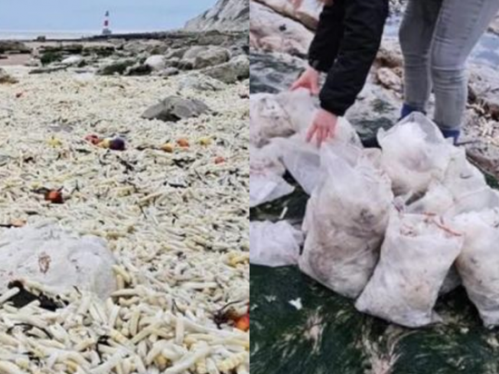 "이런 광경은 처음" 모래사장인 줄 알았는데…바다 떠돌다 밀려온 감자칩