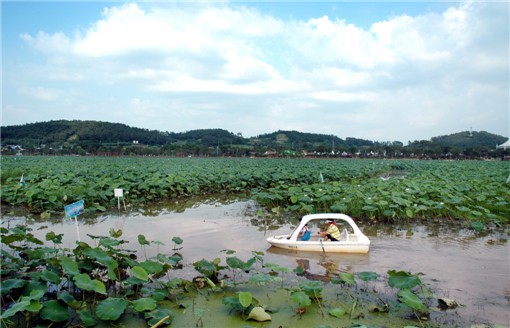 무안군, 여름 대표축제 ‘무안연꽃축제’ 온라인 개최