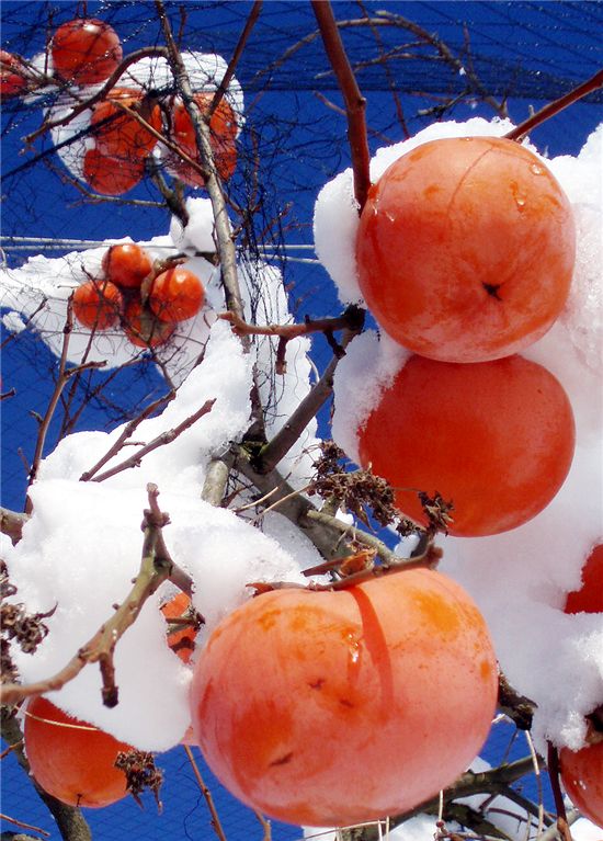 홍시로 만든 요리, '홍시의 변신은 무죄'