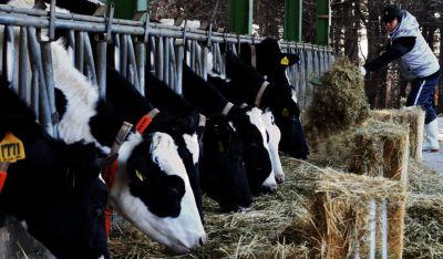농식품부·자조금, 육우용 젖소 송아지 입식시 마리당 5만원 지원