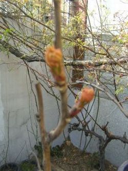 [송광섭의 꽃예술&조경]"IT 이후는 정서산업이 지배한다"