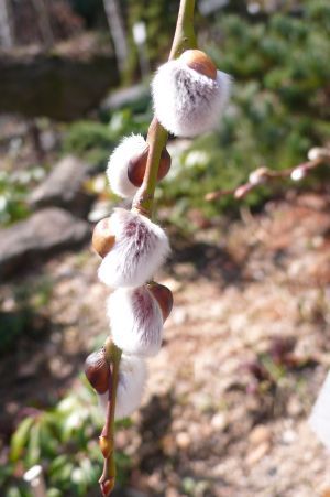 [송광섭의 꽃예술&조경]"IT 이후는 정서산업이 지배한다"