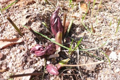[송광섭의 꽃예술&조경]"IT 이후는 정서산업이 지배한다"