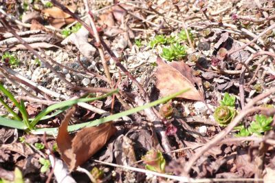 [송광섭의 꽃예술&조경]"IT 이후는 정서산업이 지배한다"