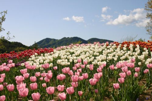 "꽃과 나무는 사람이다"