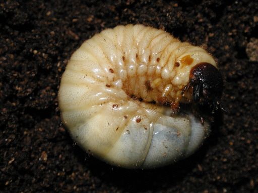 “장수풍뎅이 애벌레 분양해요” … 부산과학체험관 ‘곤충전’