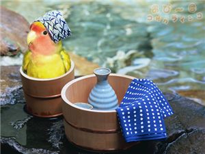 [마니아] '욕쟁이' 앵무새를 피하는 법