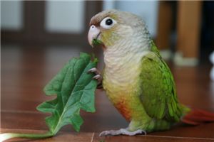 [마니아] '욕쟁이' 앵무새를 피하는 법