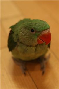 [마니아] '욕쟁이' 앵무새를 피하는 법