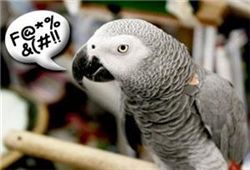 [마니아] '욕쟁이' 앵무새를 피하는 법