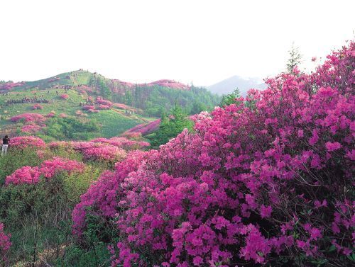 세계에서 몇안되는 '자생식물 寶國'