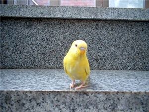 [마니아]낙조(落鳥)..사랑을 잃다