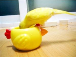 [마니아]낙조(落鳥)..사랑을 잃다