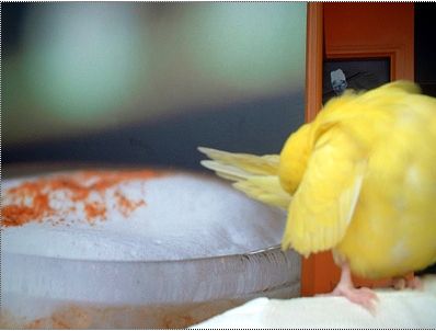 [마니아]낙조(落鳥)..사랑을 잃다