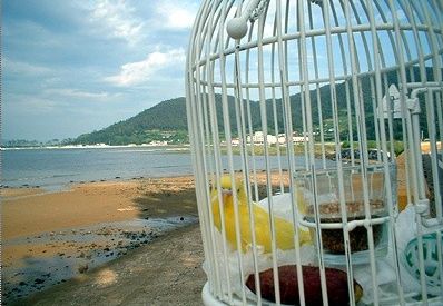 [마니아]낙조(落鳥)..사랑을 잃다